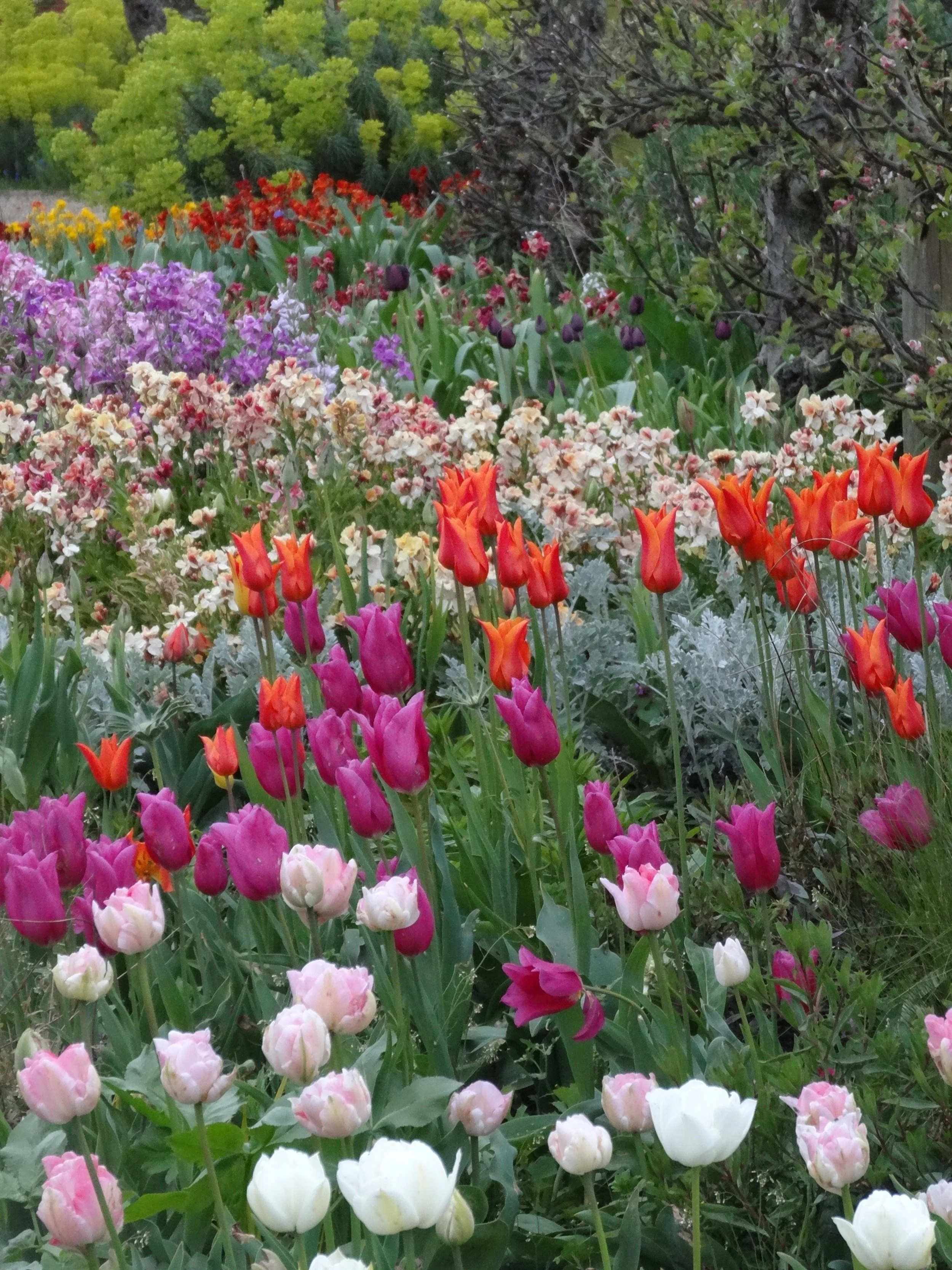 Ballerina and Mariette tulips in the cutting garden, with Mount Tacoma and Angelique in the foreground.