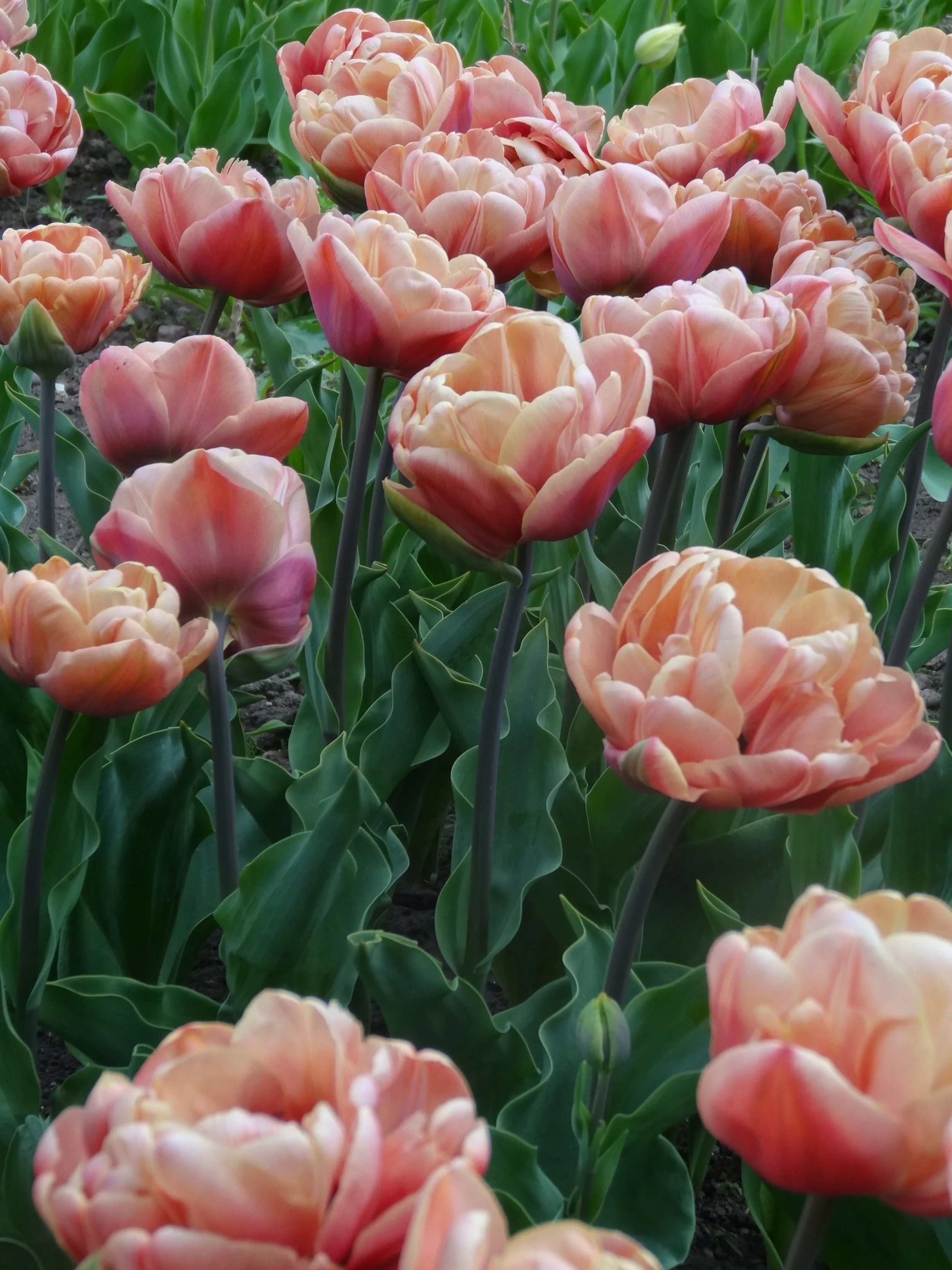 Belle Epoque tulip in the cutting garden