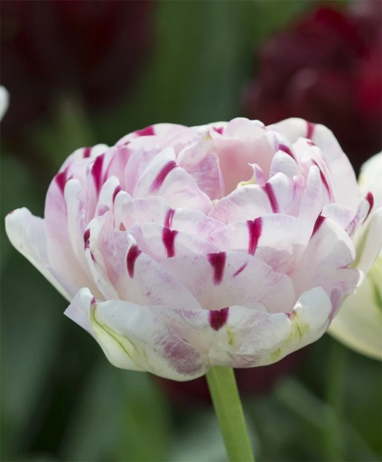 Tulip Danceline