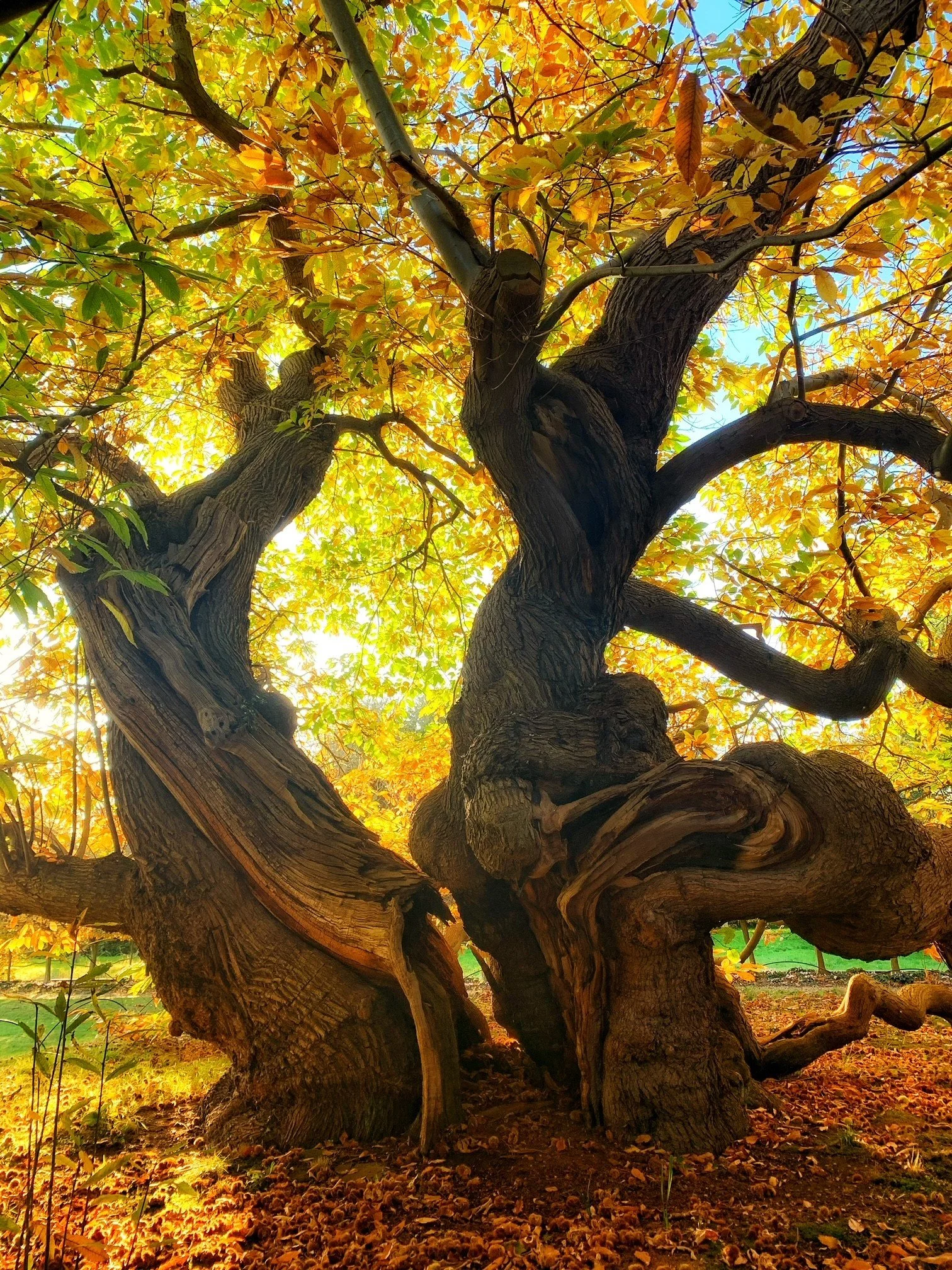 Love Letter to Trees