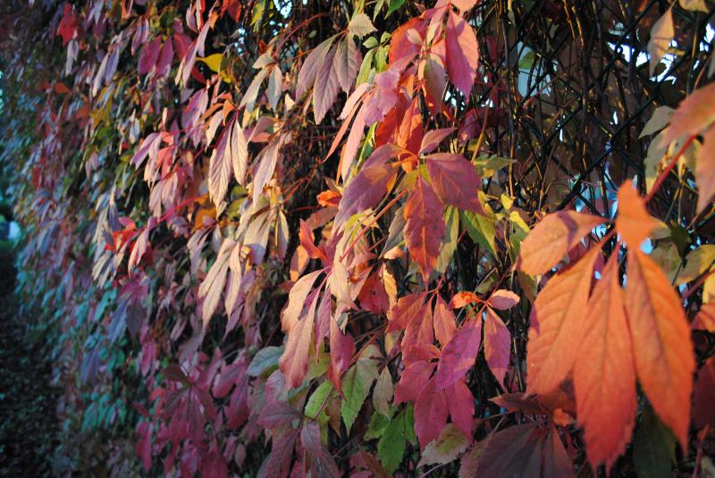 leaves_FA.jpg
