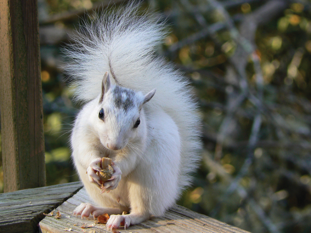 white-squirrel-photo.jpg