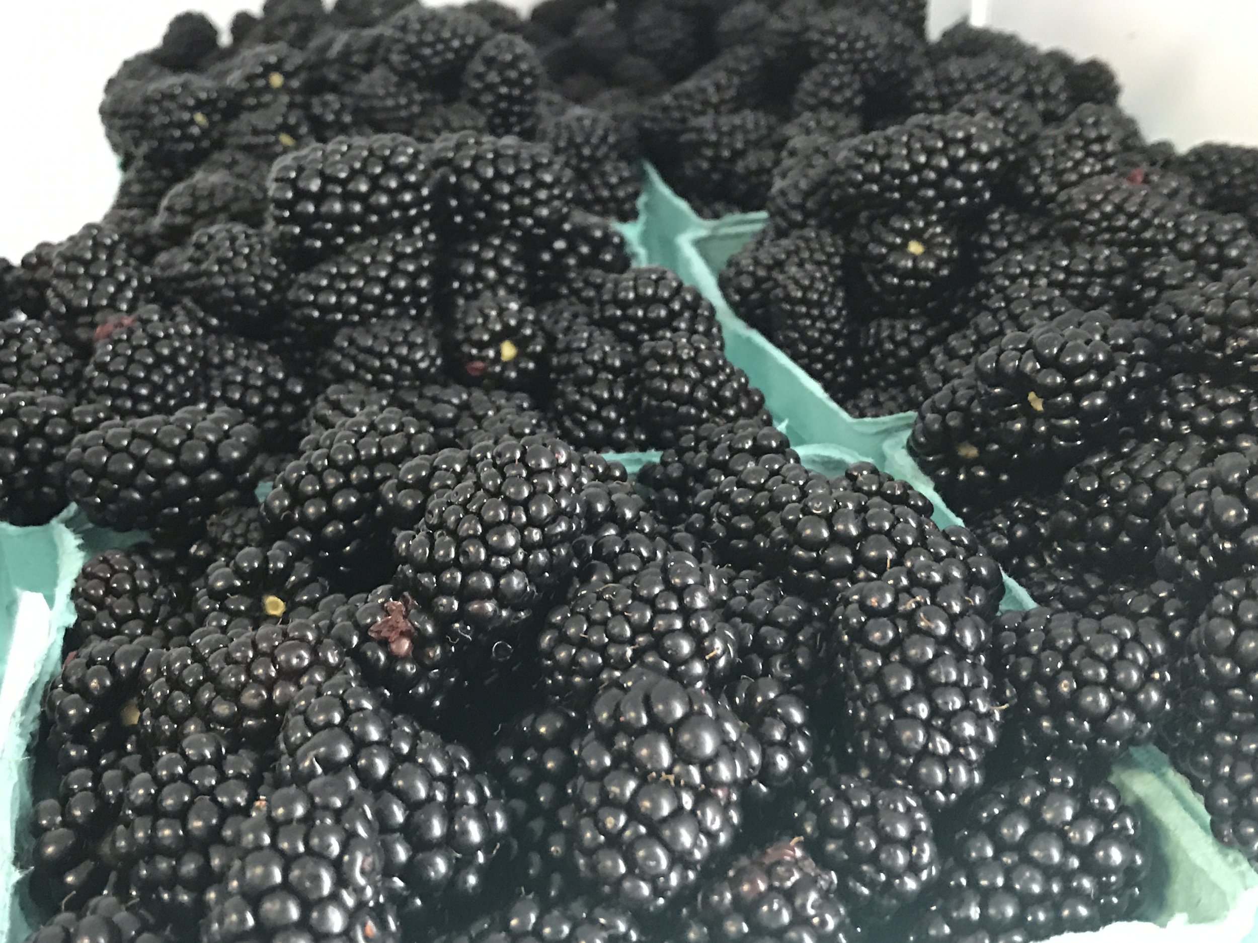 Blackberries.JPG