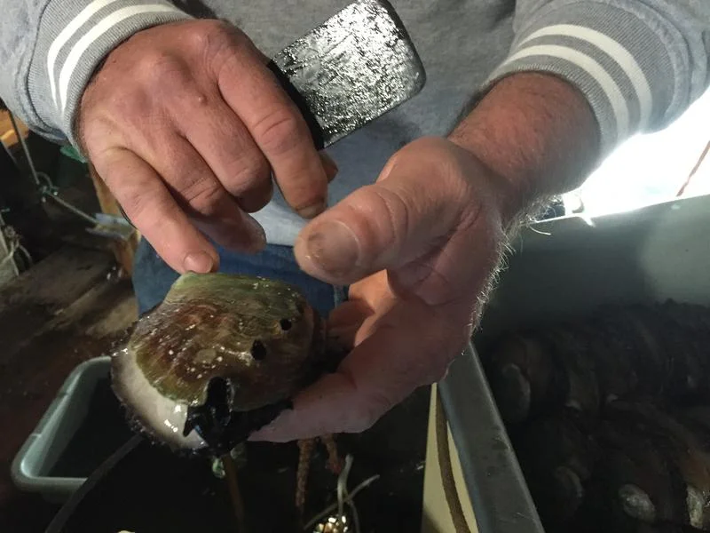 Abalone: Best Choice or Avoid? It Depends.