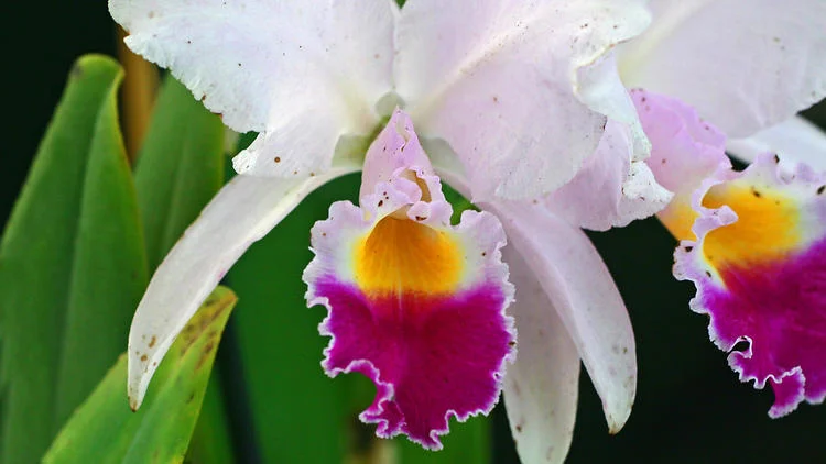 (101) Intro Course – EFD 101 Workshop