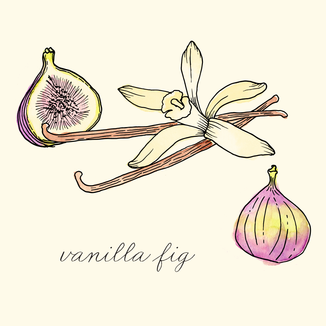 vanilla fig.png