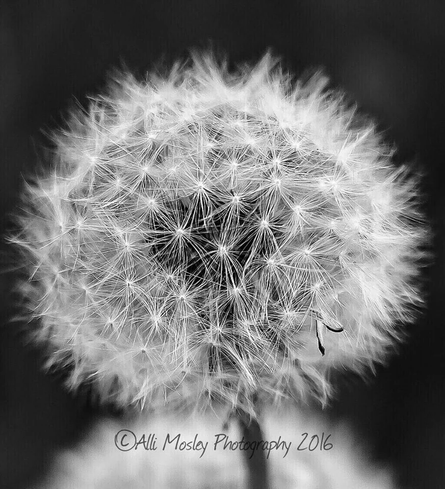 Dandelion Allison Photo.jpg
