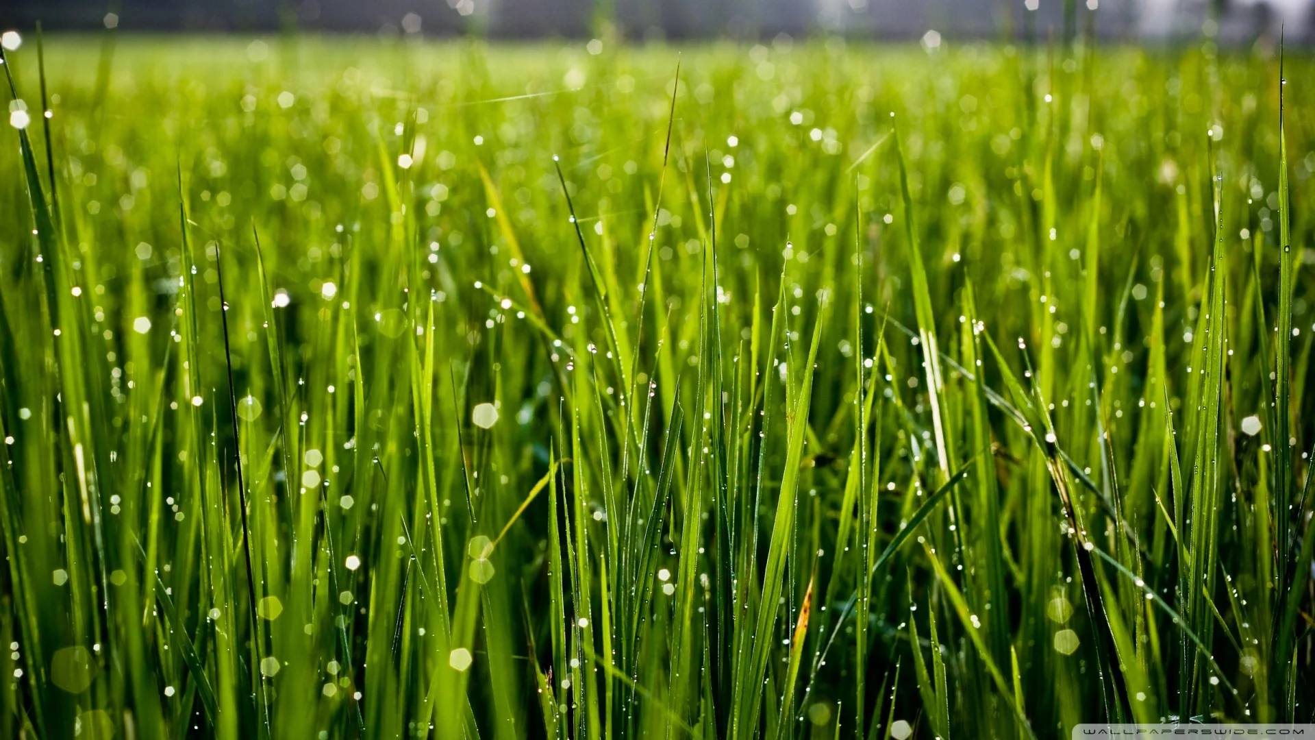 summer_grass_3-wallpaper-1920x1080.jpg