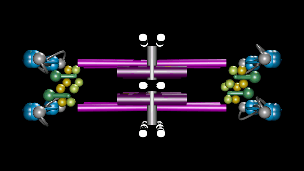 Model of synaptonemal complex from super-resolution microscopy imaging