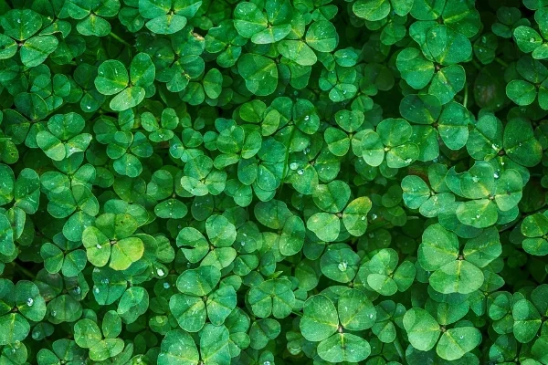 Celebrating the REAL St. Patrick’s Day