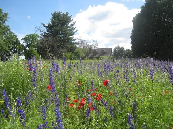 Red+Hook+NY+meadow+June (1).jpeg