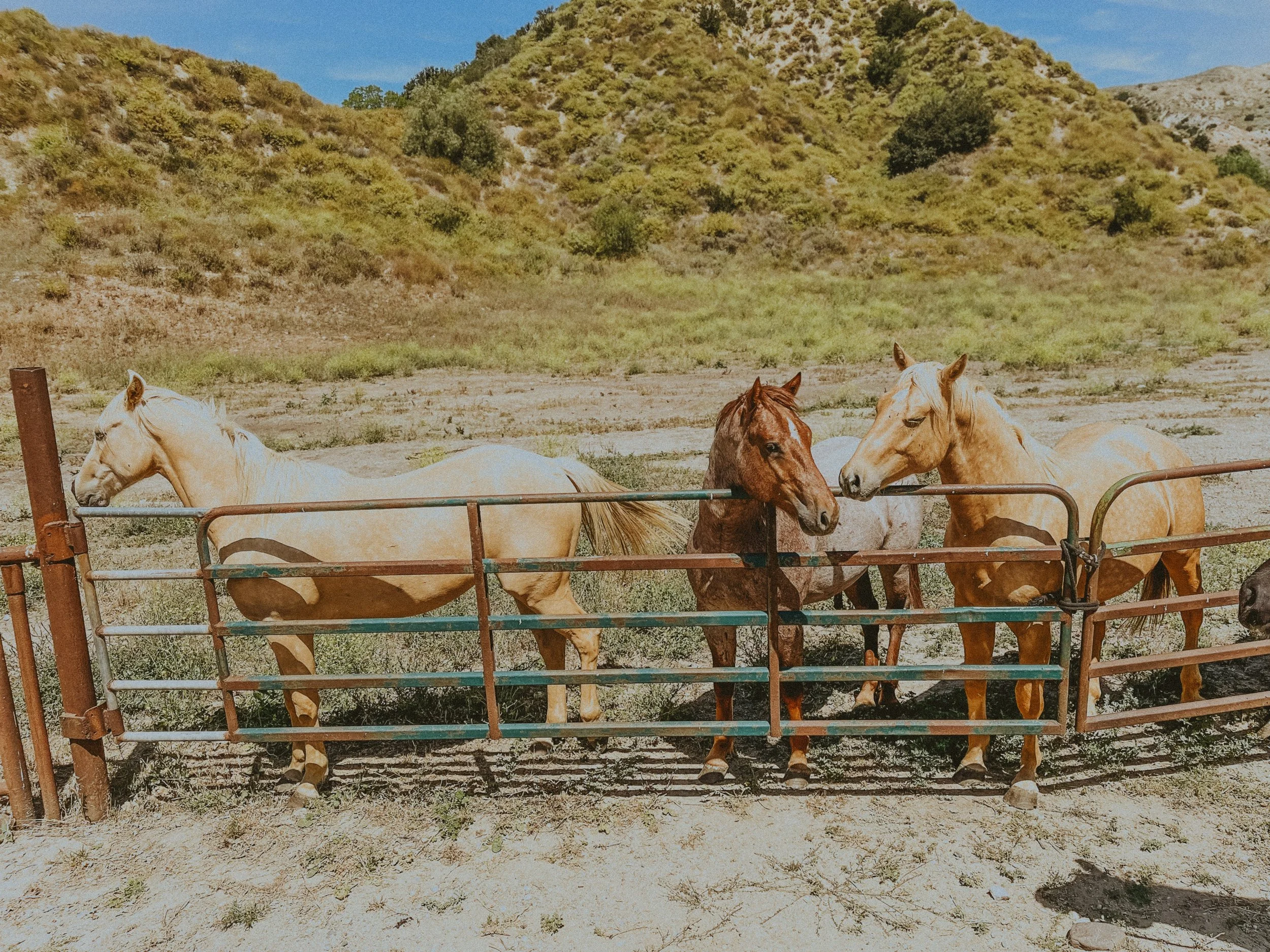 Solstice Day Retreat

Join us for a small-group, multi-modality retreat designed to regulate your nervous system, deepen connection, and create space to reset and shed layers holding us back.

Set on a private ranch just outside LA, this experience w