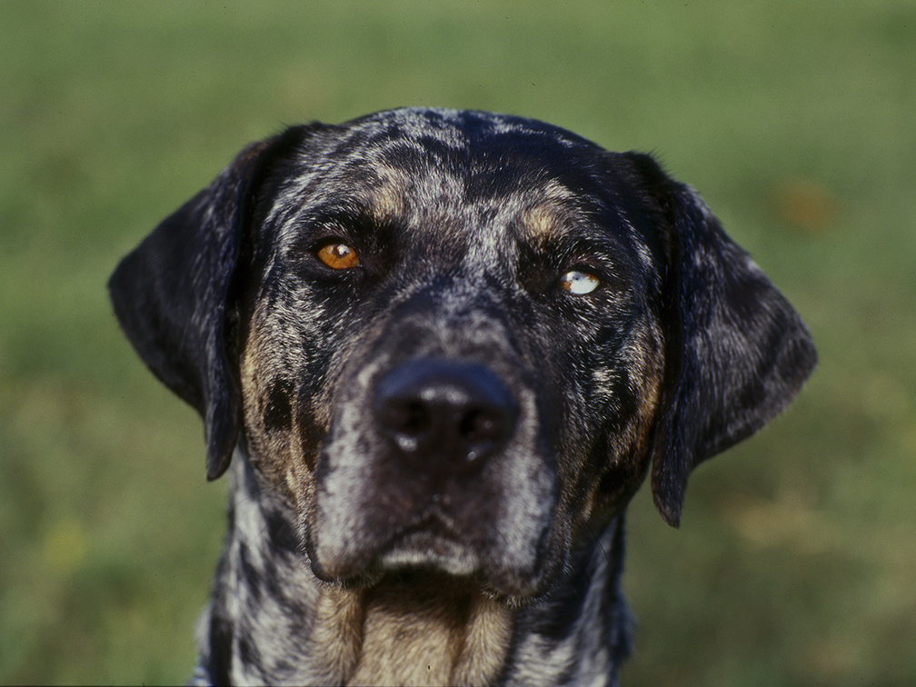 Catahoula Green