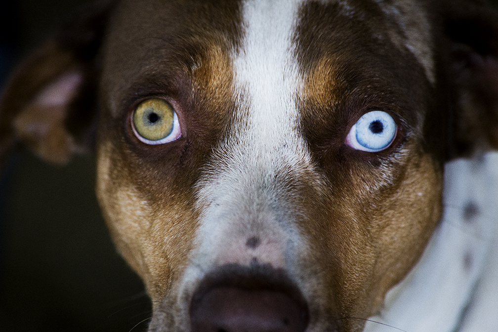 Catahoula Stare