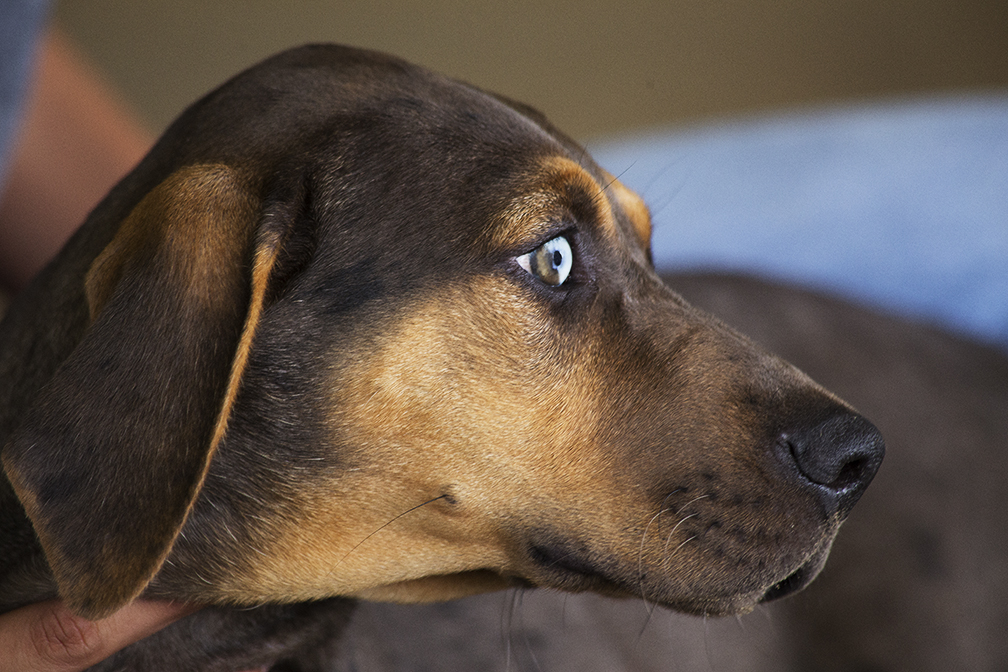 Catahoula Tan