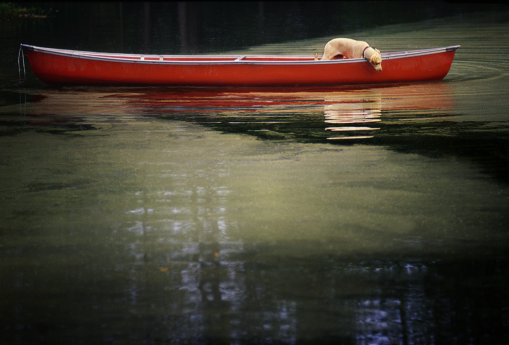 Mose in Canoe