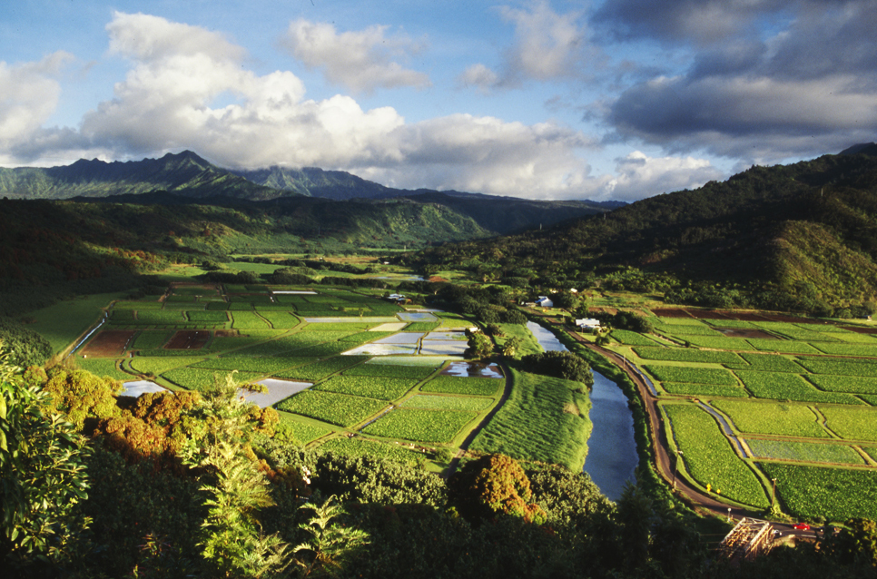 Hanalei Valley