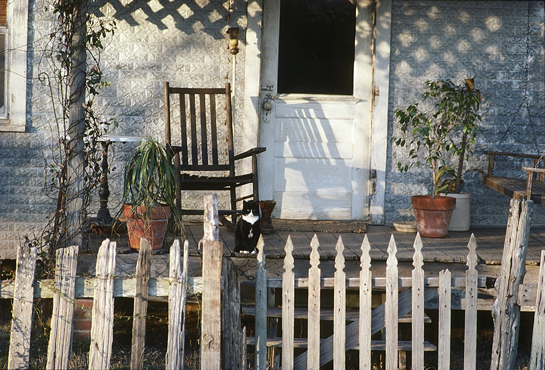 Porch Cat