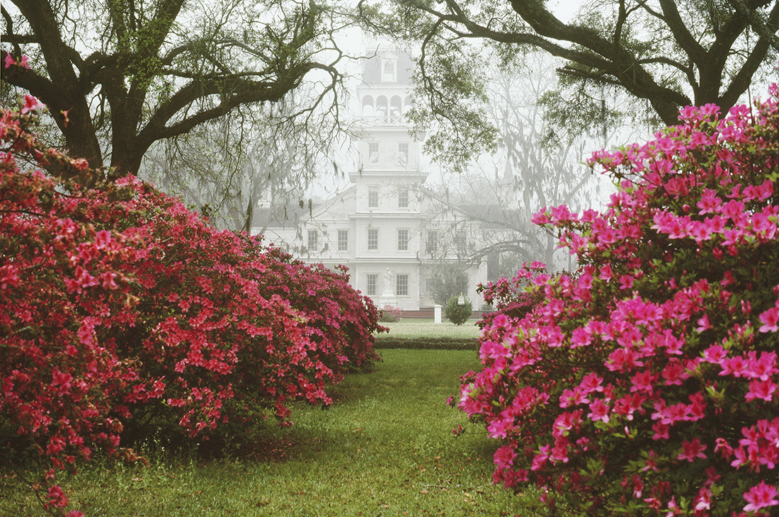 St. Charles Azaleas