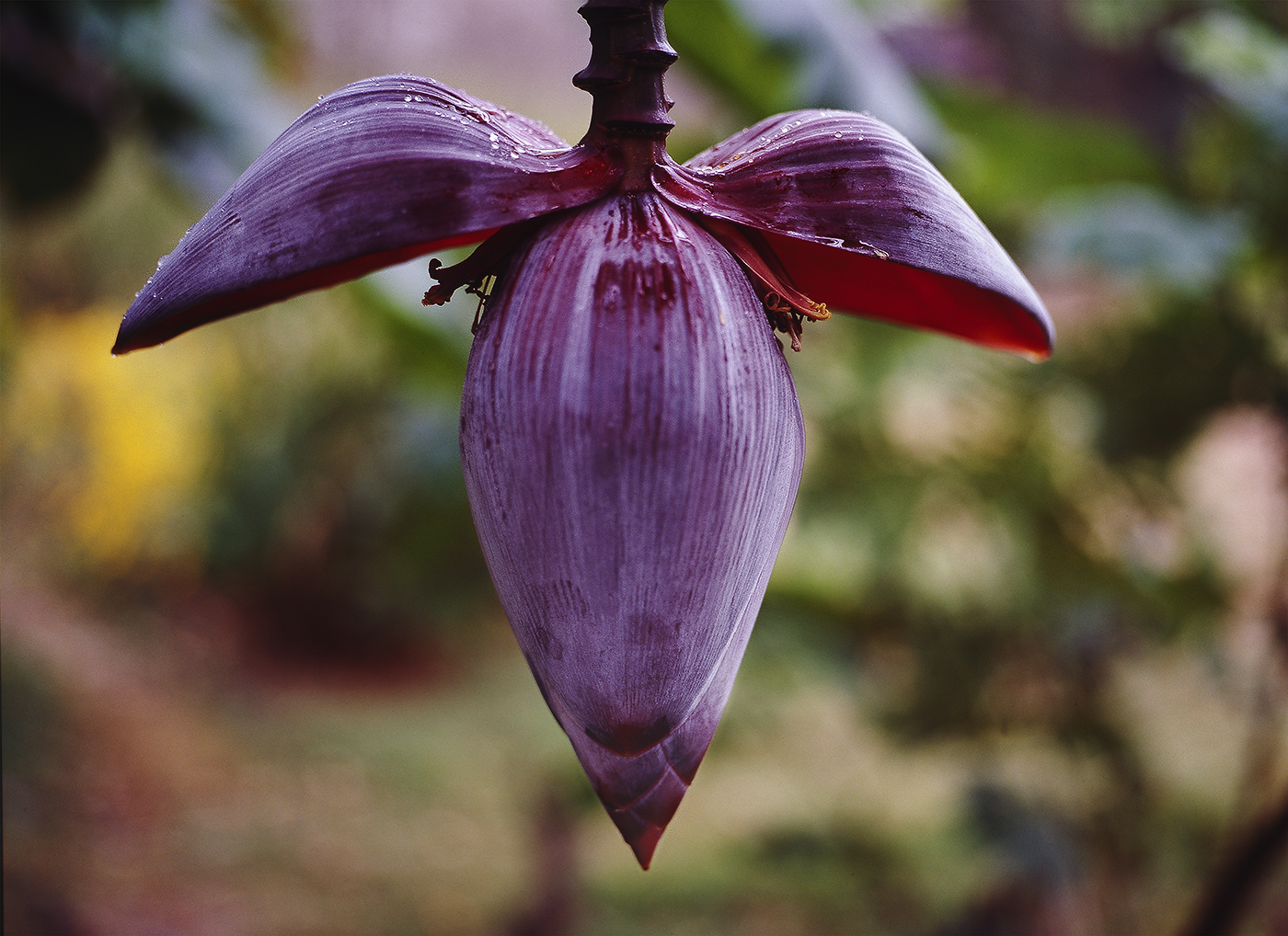 Banana Blossom