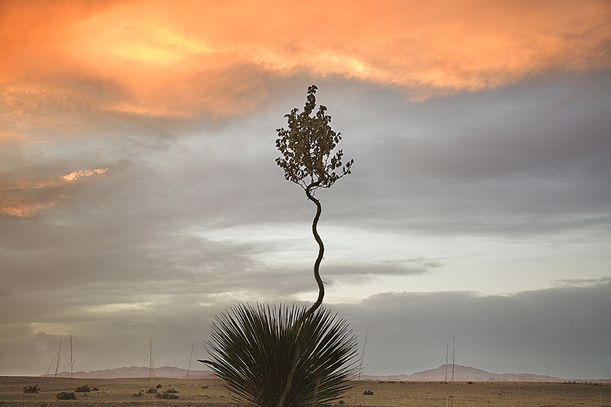 Yucca Loco