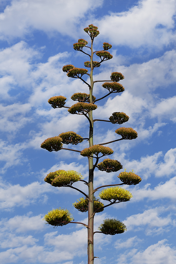 Agave Magritte