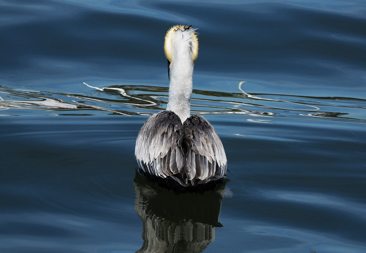 Pelican Back , Reflections .jpg