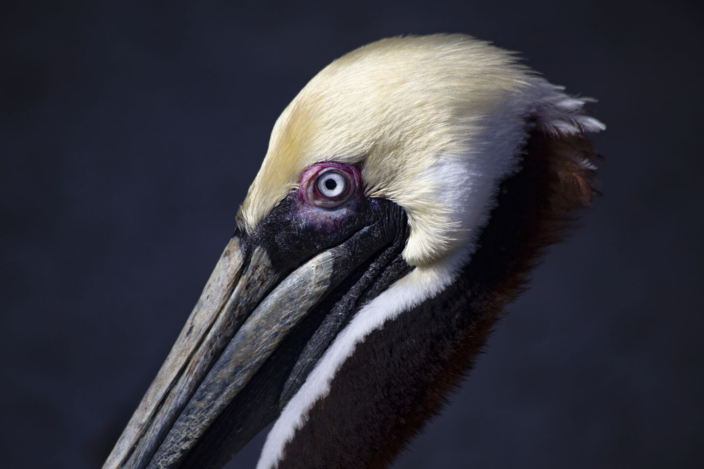 Pelican Closeup.jpg