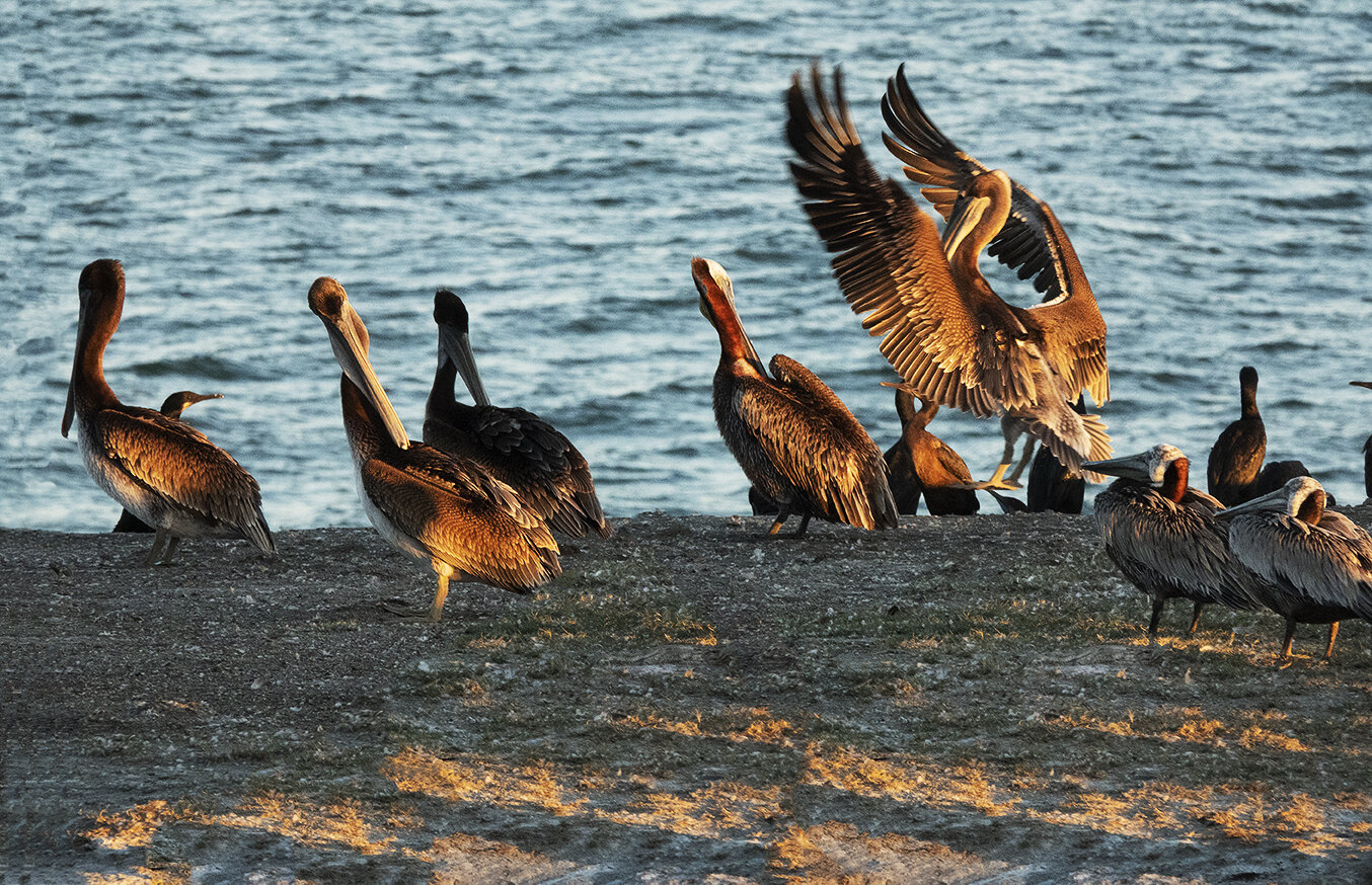 Pelican Golden Landing .jpg