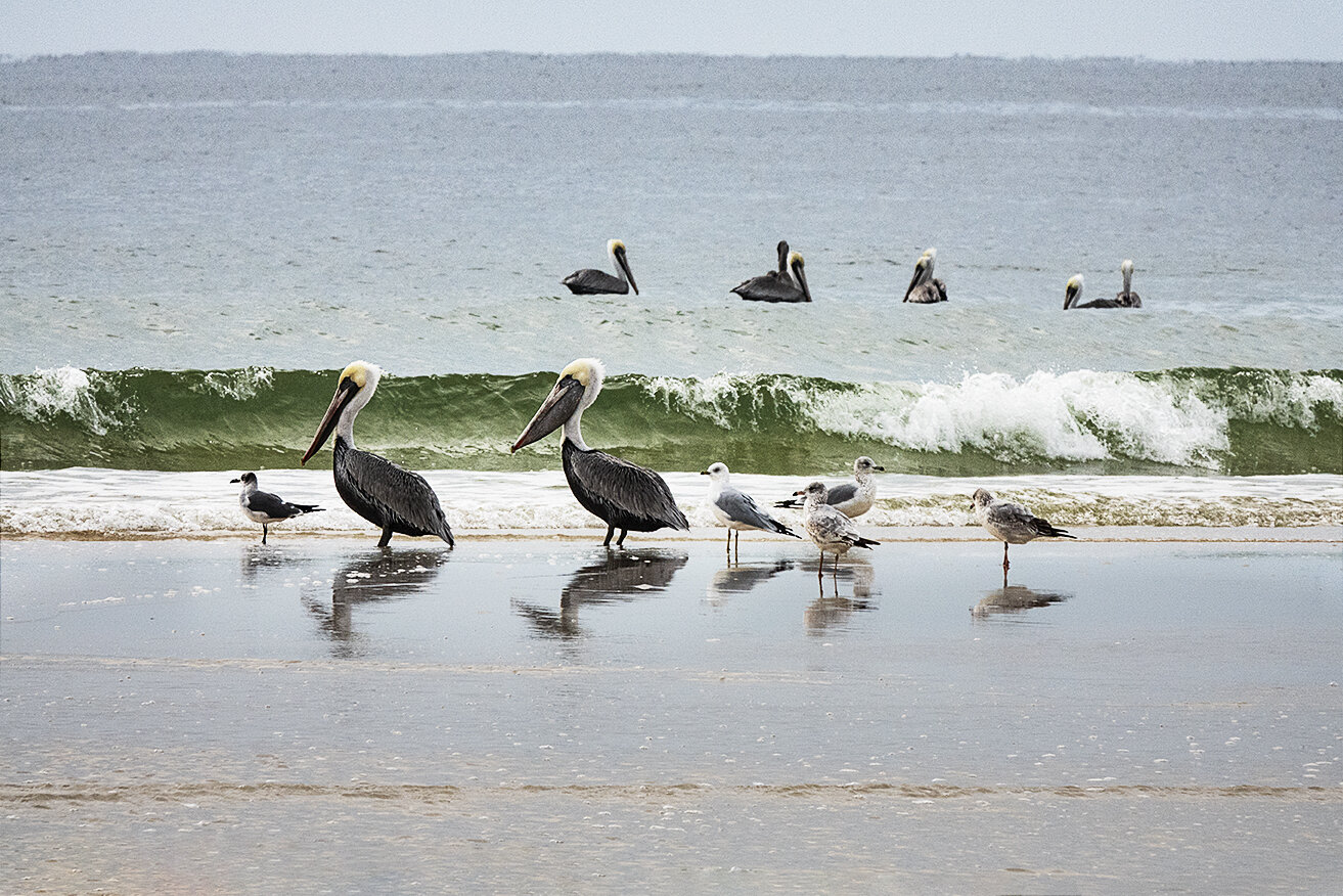 Pelican on sandbar .jpg