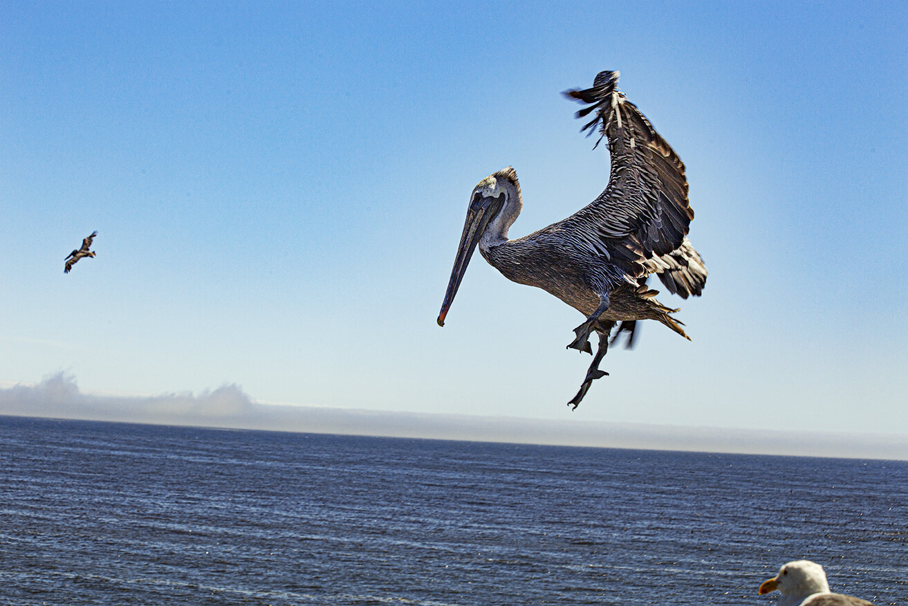 Pelican Sky Dancing (C) .jpg