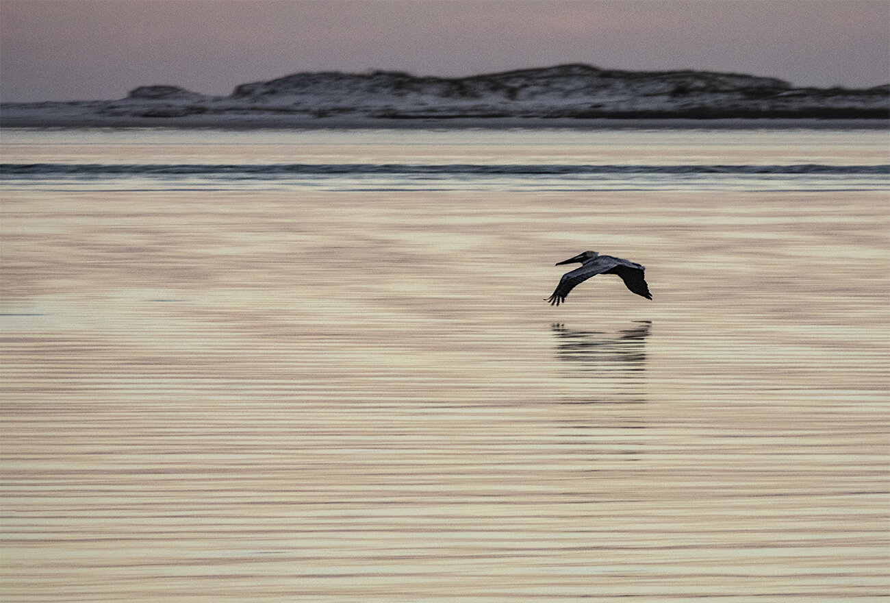 Pelican Twilight .jpg