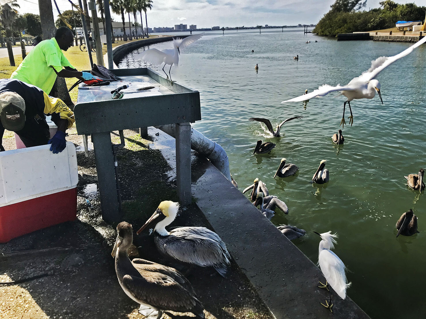 Pelicans (fish cleaning station) C .jpg
