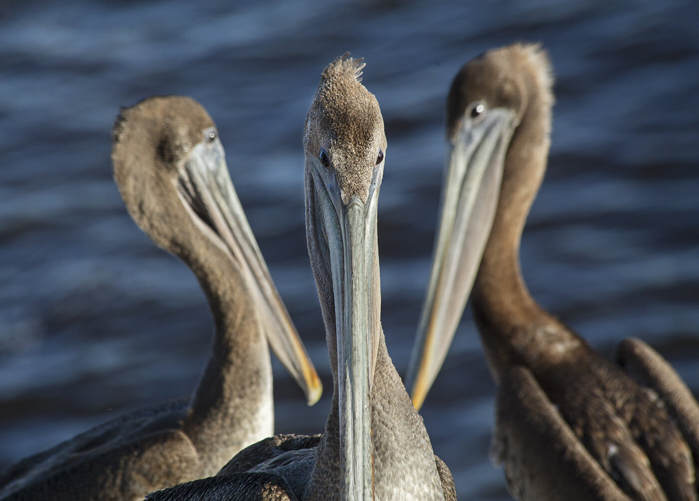 Pelicans Three.jpg