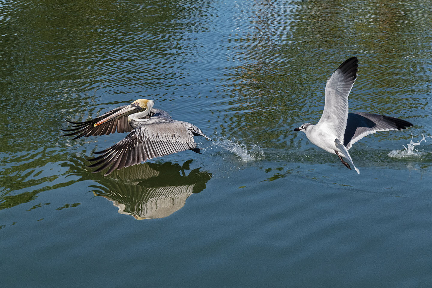 Pelican takeoff & gull .jpg