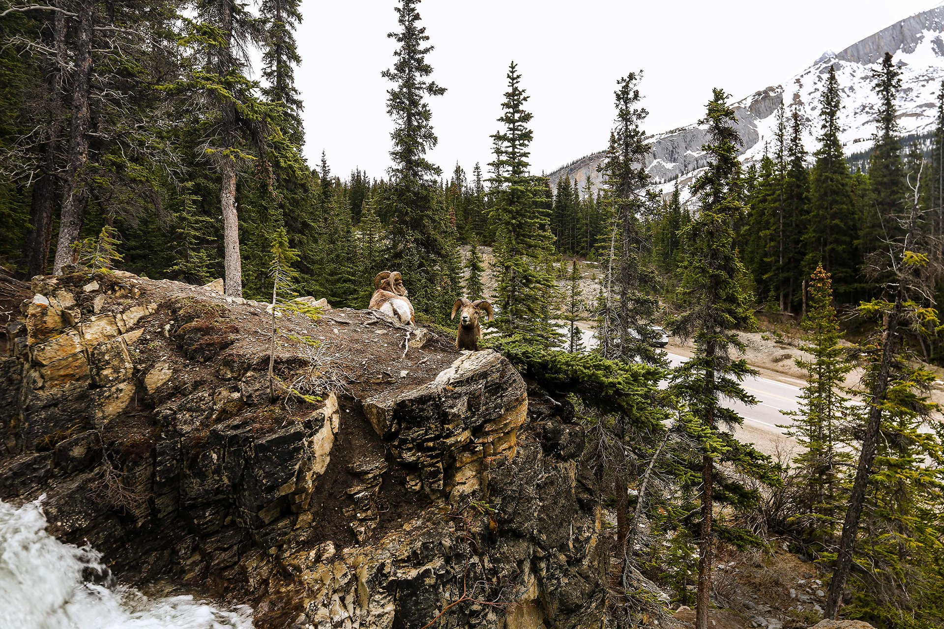 Alberta_Goat_Mountain-1.jpg