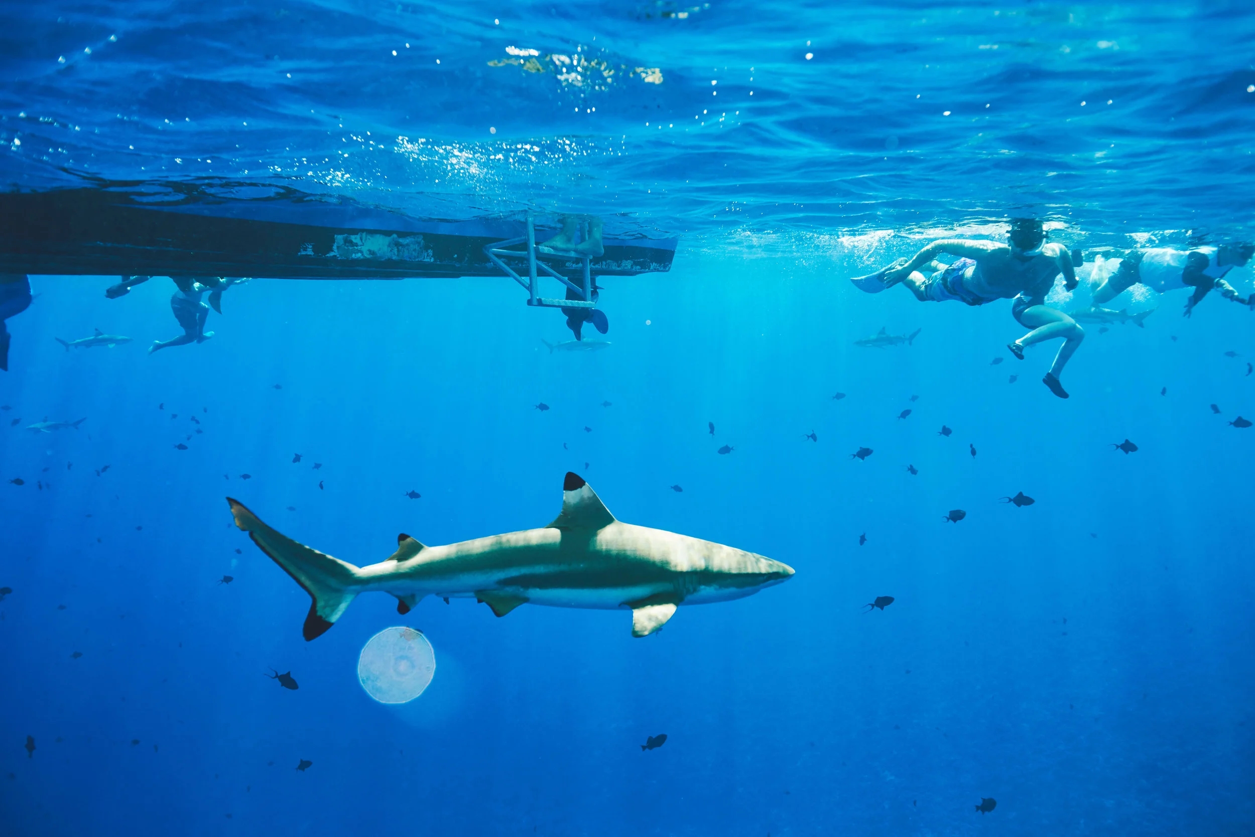 Tahiti_IMDTrip_Shark_Ray_Excursion - 130.jpg