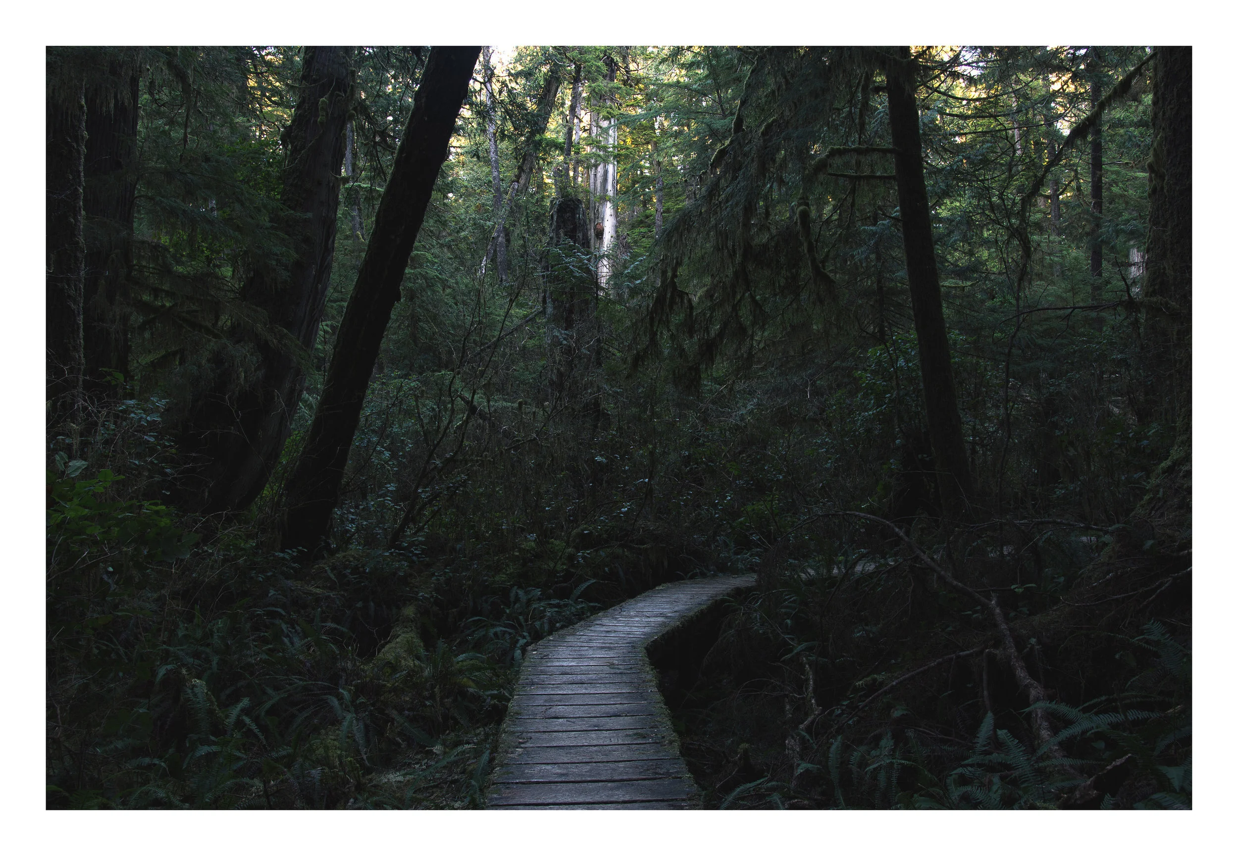 mtufts_pnw_border4.jpg