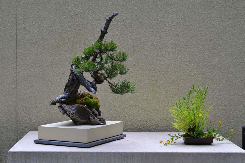 Typical Bonsai in display with an accompanying kusamono