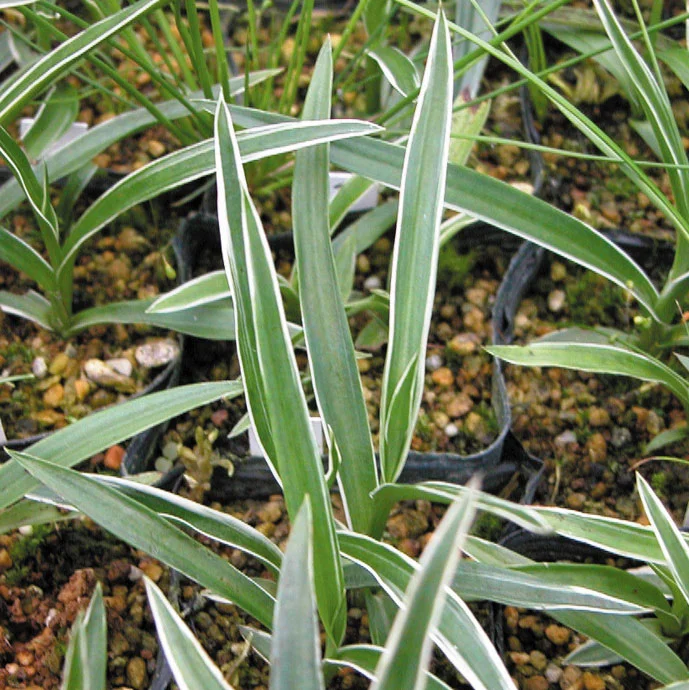 White Egret Orchid — Kusamono Gardens