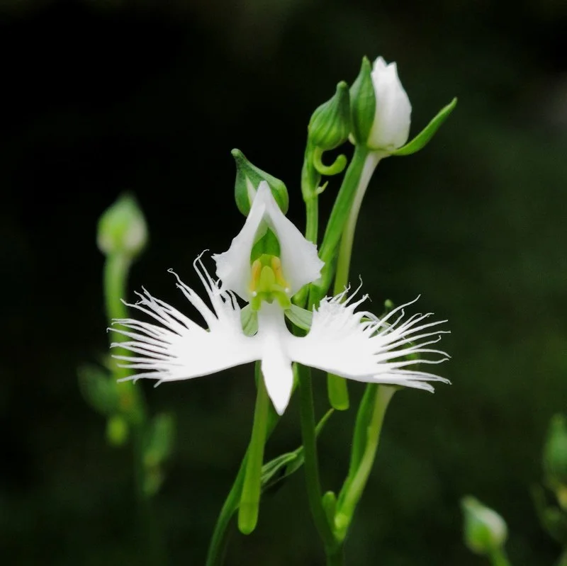 White Egret Orchid Meaning