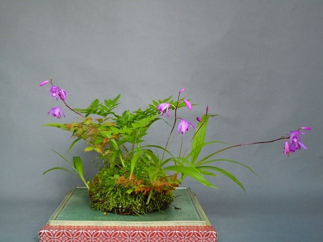 Bletilla striata kusamono 01.jpg