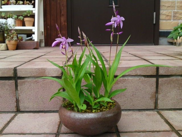 Bletilla striata kusamono 02.jpg
