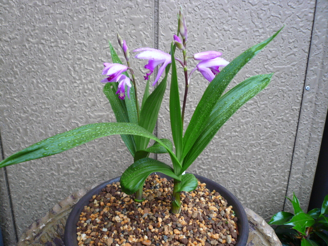 Bletilla striata kusamono 03.jpg