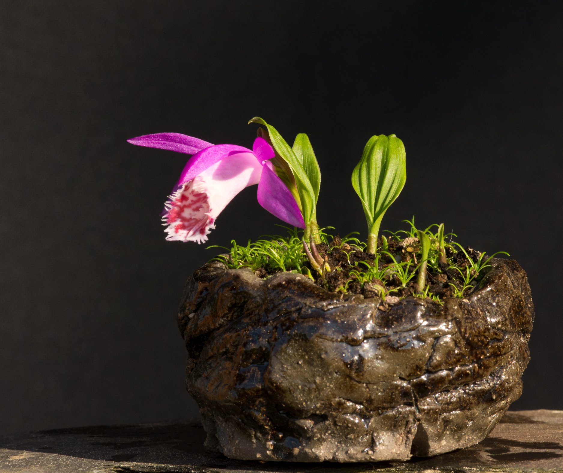 fb-Stephan Bonsai-Kusamono.jpg