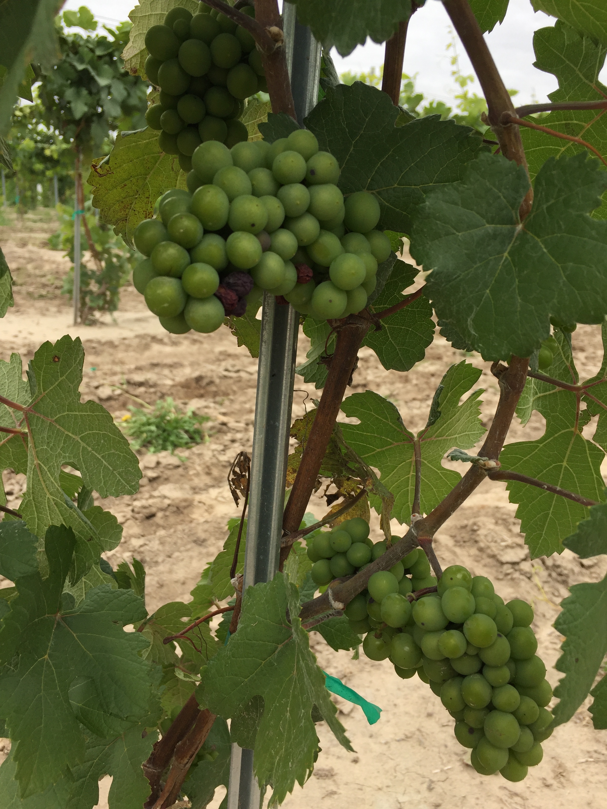 Pinot Meunier