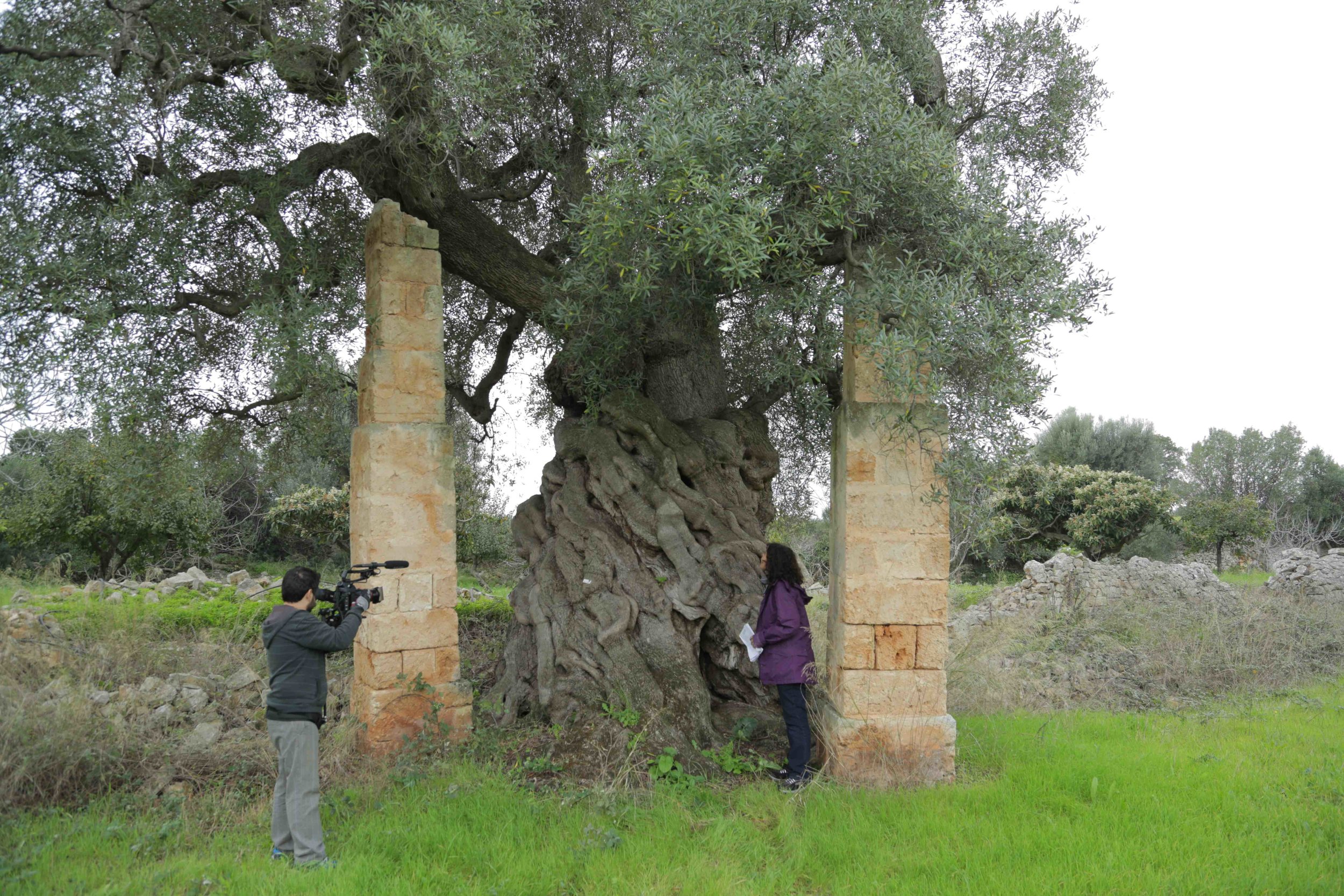 GrandfatherTreeAliaFuad.jpg