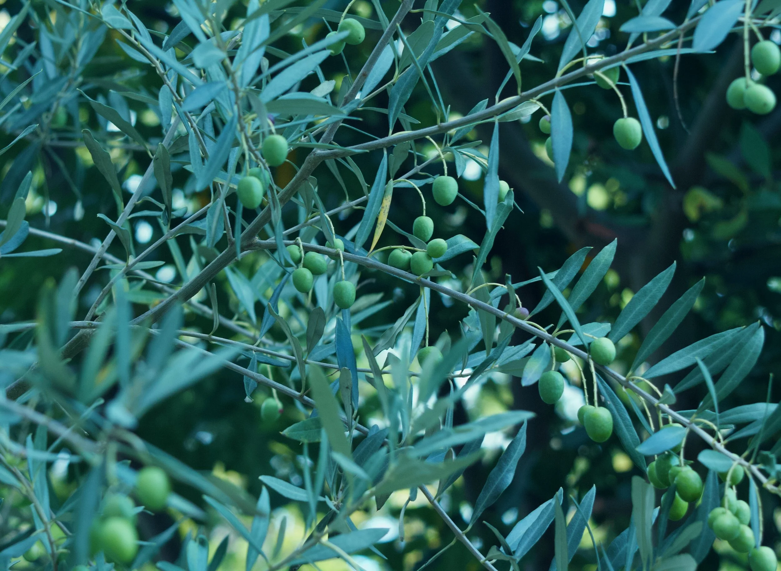 An Olive Tree Blooms in London
