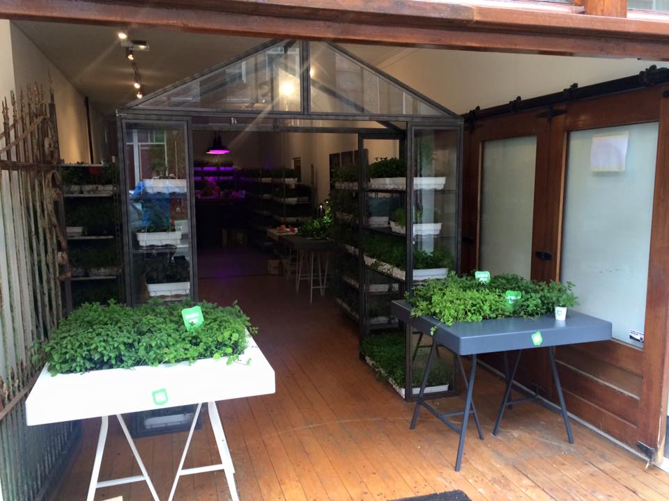 GrownDownTown