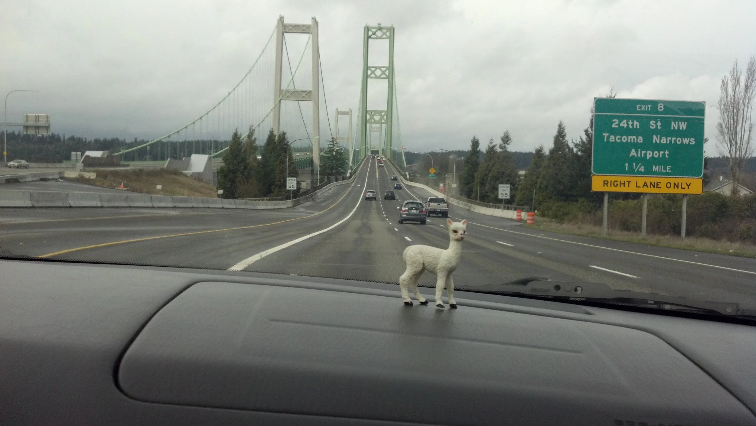 Traveling Alpaca: Extras from Washington — Katie Rodante
